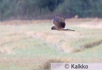 sinisuohaukka 751.jpg