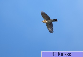 räkättirastas 355.jpg