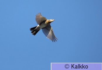 räkättirastas 356.jpg