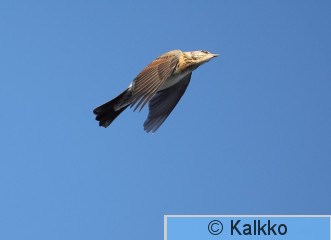 räkättirastas 357.jpg