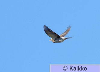 räkättirastas 361.jpg