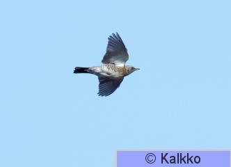 räkättirastas 363.jpg