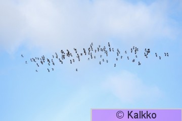 töyhtöhyyppä 259.jpg