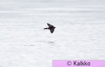 ruostepääsky 022.jpg