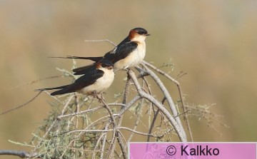 ruostepääsky 029.jpg