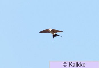 ruostepääsky 033.jpg