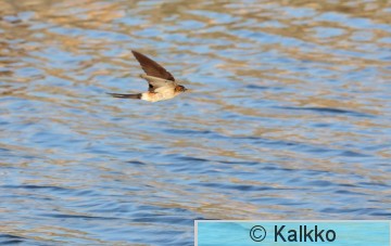 ruostepääsky 037.jpg