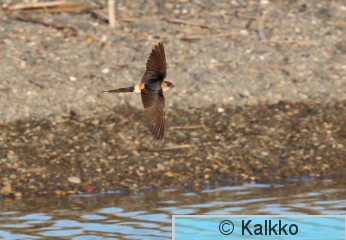 ruostepääsky 040.jpg