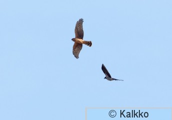 sinisuohaukka 763.jpg