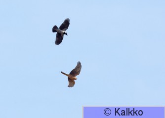 sinisuohaukka 764.jpg