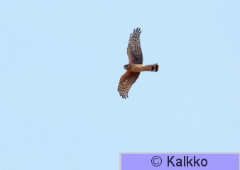 sinisuohaukka 767.jpg