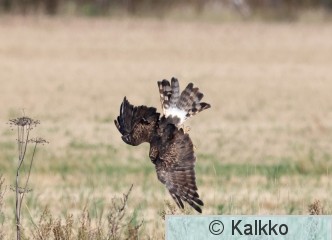 sinisuohaukka 776.jpg