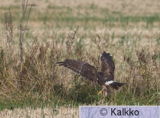 sinisuohaukka 777.jpg