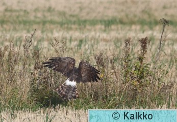 sinisuohaukka 779.jpg