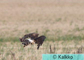 sinisuohaukka 780.jpg