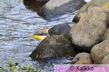 virtavästäräkki 441.jpg