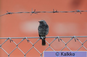 mustaleppälintu 582.jpg