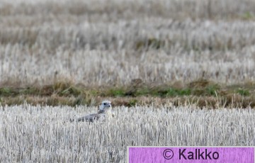 aavikkohaukka 006.jpg