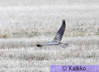 aavikkohaukka 007.jpg