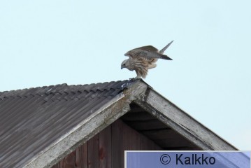 aavikkohaukka 011.jpg