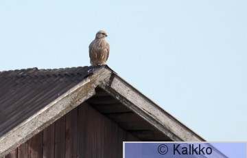 aavikkohaukka 013.jpg