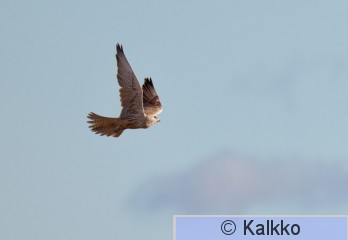 aavikkohaukka 021.jpg