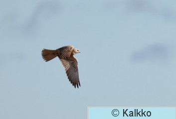 aavikkohaukka 022.jpg