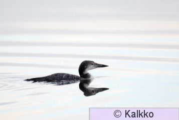 amerikan jääkuikka 023.jpg