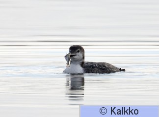 amerikan jääkuikka 029.jpg