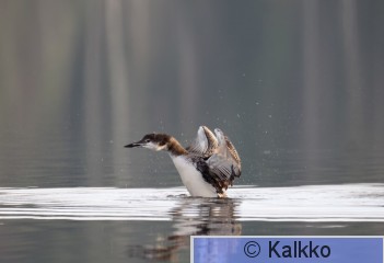 amerikan jääkuikka 041.jpg