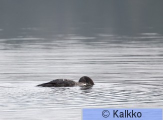 amerikanjääkuikka 005.jpg