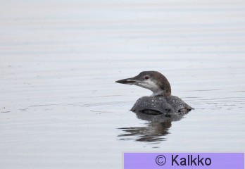 amerikanjääkuikka 016.jpg