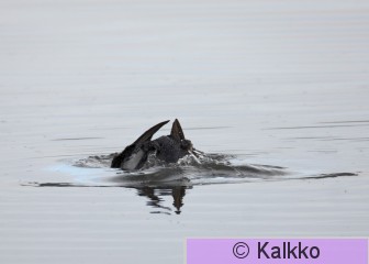 amerikanjääkuikka 018.jpg