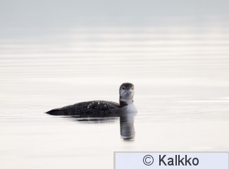 amerikanjääkuikka 036.jpg