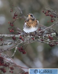 räkättirastas 323.jpg