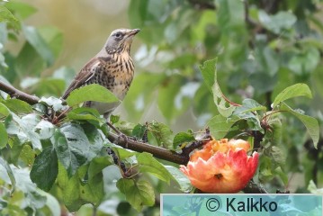 räkättirastas 339.jpg