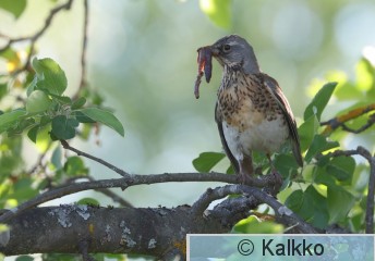 räkättirastas 343.jpg