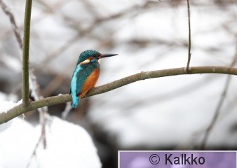 kuningaskalastaja 100.jpg