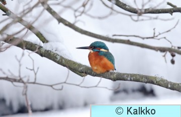 kuningaskalastaja 105.jpg