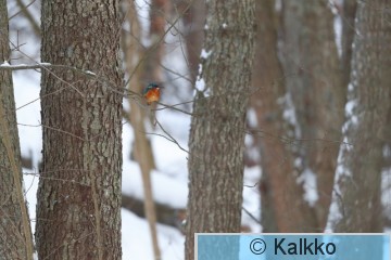 kuningaskalastaja 114.jpg