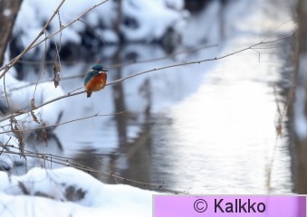 kuningaskalastaja 133.jpg