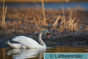 Kyhmyjoutsen koiras2 6.5.2011_Reijo Lähteenmäki.jpg