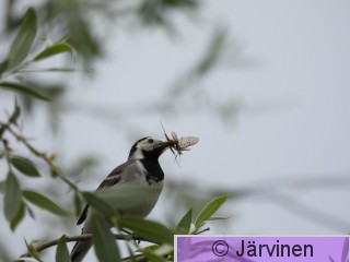 2024 Västäräkki.JPG