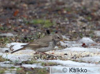 mustakaularastas 023.jpg