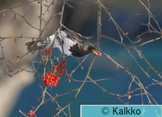 mustakaularastas 031.jpg