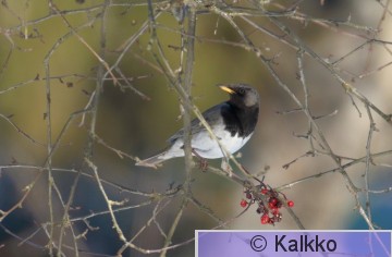 mustakaularastas 035.jpg