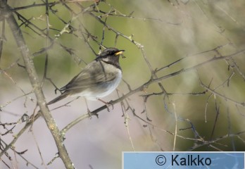 mustakaularastas 074.jpg