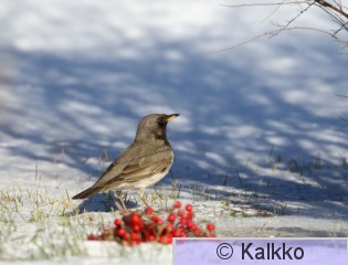 mustakaularastas 084.jpg