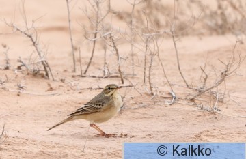 nummikirvinen 043.jpg