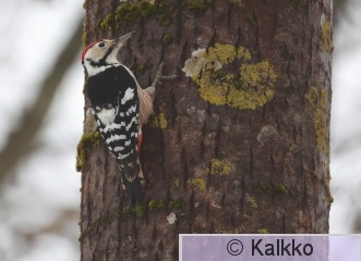 valkoselkätikka 351.jpg